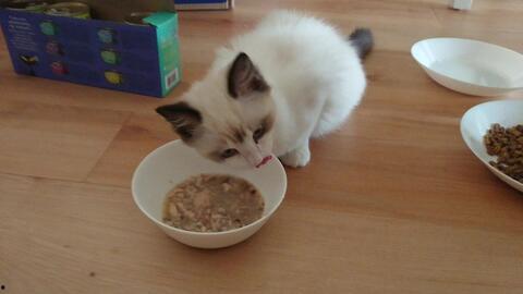 布偶可以吃白瓜吗视频大全,白瓜是否适宜成为其美食伴侣？