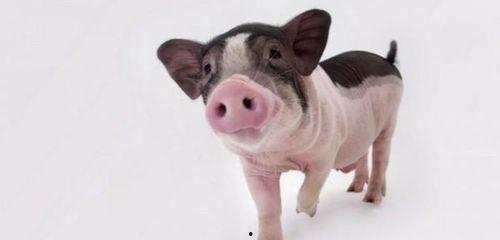 小猪吃瓜吐籽视频大全下载,视频大全下载收藏