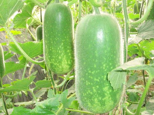 吃瓜摘果摸鱼视频大全,吃瓜摘果摸鱼视频大盘点