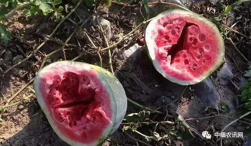 西瓜空心瓜可以吃吗视频,揭秘可食用之谜
