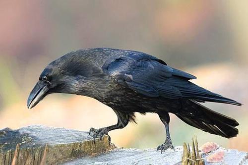 乌鸦吃瓜打架视频大全下载,趣味视频大全下载