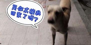 吃瓜场面视频,吃瓜群众狂欢,一场视觉盛宴