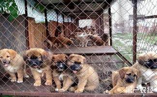 肉狗吃瓜视频大全,萌态百出！视频大全集锦