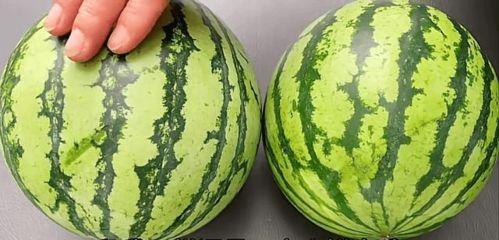 又到吃瓜的季节视频,跟随“又到吃瓜的季节”视频，畅游美味瓜果盛宴