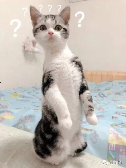 吃瓜的猫咪的视频